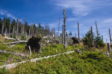 Çek Cumhuriyeti 'nin Moravya-Silezya Beskydy Dağları' ndaki bir dağ yamacında kuru ağaç gövdeleri 