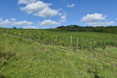 Rural landscape with a vineyard with ripening grapes and a grassy meadow. Viticulture in the South Moravian Region, Czech Republic.
