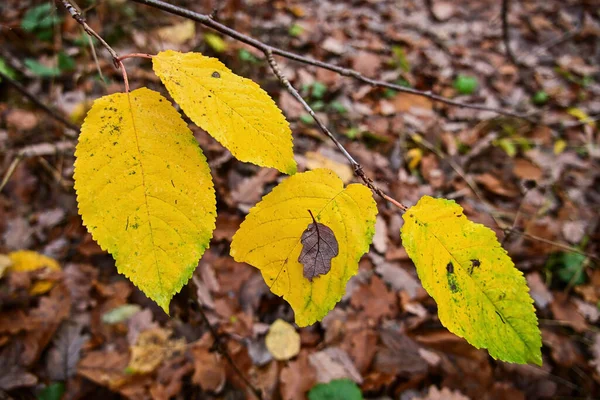 Haselnusszweig Mit Gelben Blättern Herbst — Stockfoto