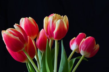 Siyah arkaplanda kırmızı-sarı laleler.