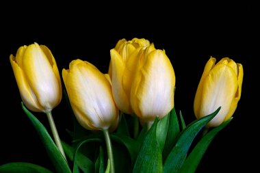Siyah arka planda beş sarı ve beyaz lale.
