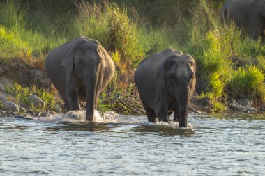 Hint fili Hint ulusal parkında nehirden su içiyor.