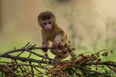Doğadaki doğal ortamdaki sevimli bebek maymun. 