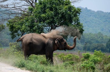 Yağmur altında ormanda yürüyen büyük vahşi bir fil, Sri Lanka. 