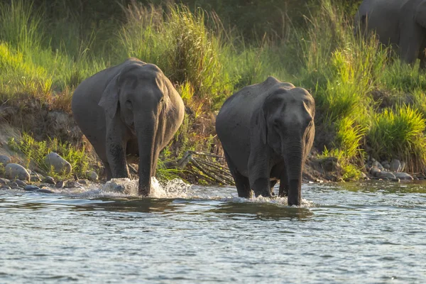 Indian elephant drinking water from river in a Indian national park