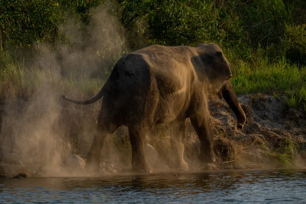 Elefante Africano Loxodonta Africana Elefante Africano Parque Nacional Kruger África — Foto de Stock