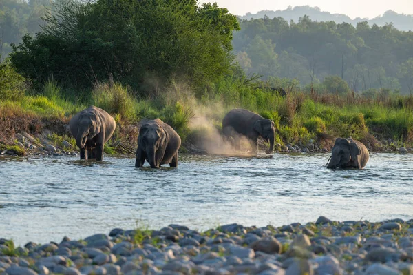 wild african elephants in the water
