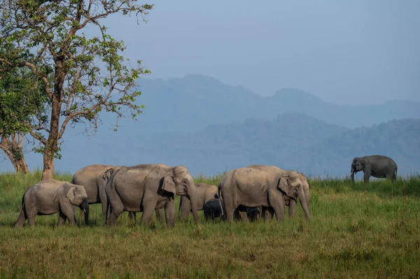 Słonie Środowisku Naturalnym — Zdjęcie stockowe