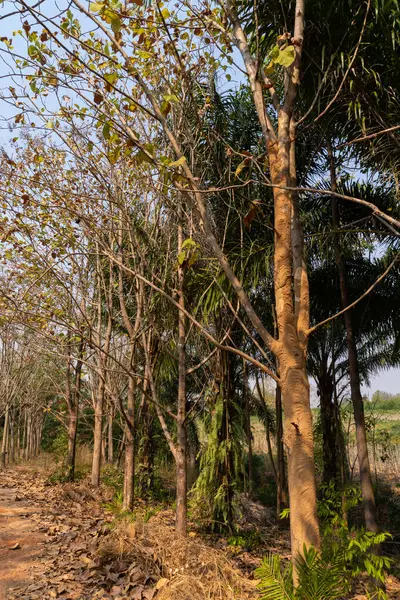 Tayland 'da tarımsal olarak kullanılan bir bölgede meşe ağaçları, Isaan Bölgesi