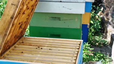 Organik akasya çiftliğindeki arıcı, temizlik ve teftiş kovanında.