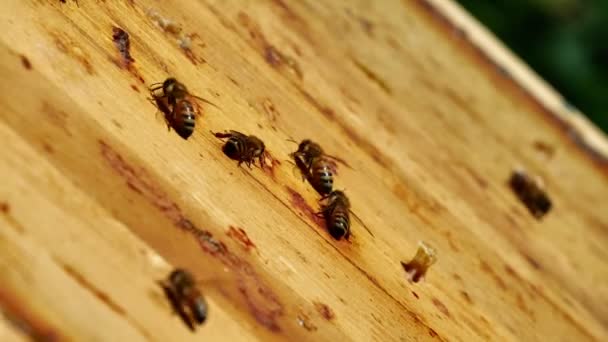 Bijenhouder Aan Het Werk Schoonmaken Inspecteren Hive Biologische Acaciaboerderij — Stockvideo