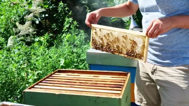 Μελισσοκόμος Στο Χώρο Εργασίας Καθαρισμός Και Επιθεώρηση Της Κυψέλης Στο — Αρχείο Βίντεο