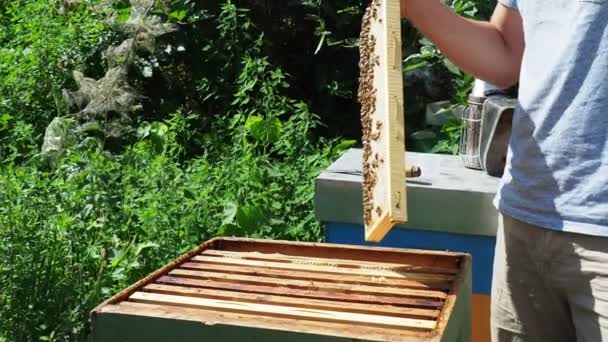 Μελισσοκόμος Στο Χώρο Εργασίας Καθαρισμός Και Επιθεώρηση Της Κυψέλης Στο — Αρχείο Βίντεο