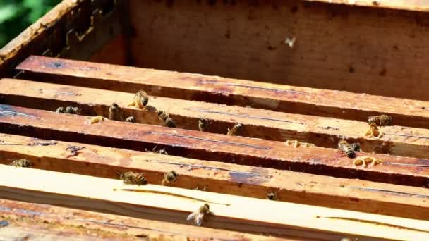 職場での養蜂家 有機アカシア農場でのハイブの清掃と検査 — ストック動画