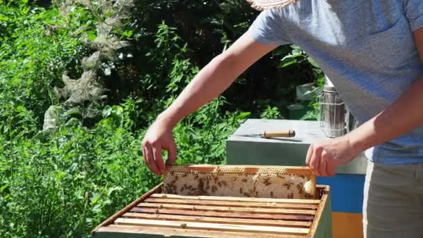Beekeeper Work Cleaning Inspecting Hive Organic Acacia Farm — Stock Video