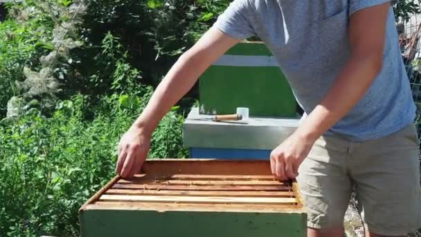 Роботі Бджоляр Чистка Інспекція Вулика Органічній Акації — стокове відео