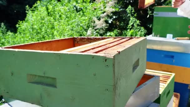 Imker Bei Der Arbeit Reinigung Und Kontrolle Des Bienenstocks Bio — Stockvideo