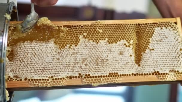 Μελισσοκόμος Συλλέγει Μέλι Πλαίσιο Μελισσοκέρι Δομή Γεμάτη Από Φρέσκο Μέλι — Αρχείο Βίντεο