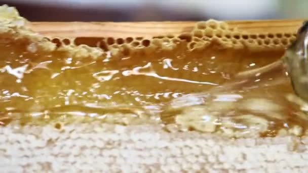 Arı Yetiştiricisi Bal Topluyor Bal Peteğinde Bal Dolu Bal Arılarıyla — Stok video