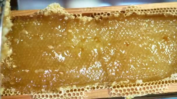 Arı Yetiştiricisi Bal Topluyor Bal Peteğinde Bal Dolu Bal Arılarıyla — Stok video