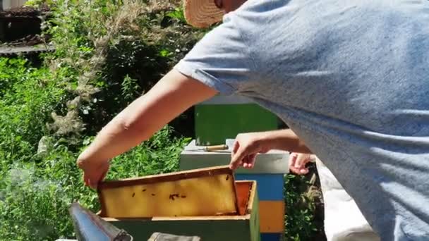 Beekeeper Work Cleaning Inspecting Hive Organic Acacia Farm — Stock Video