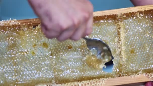 Včelař Sbírá Med Rámeček Voskovou Strukturou Plnou Čerstvého Včelího Medu — Stock video