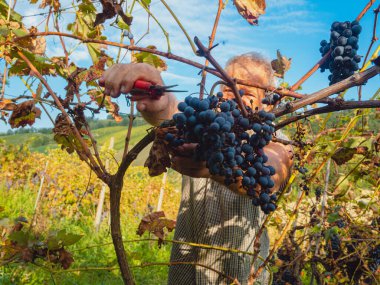 Şarap üretimi için hasat yapan yaşlı sakallı adam.