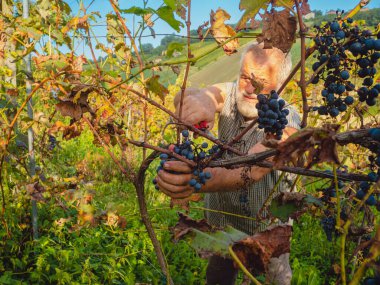 Şarap üretimi için hasat yapan yaşlı sakallı adam.