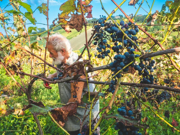 Stary Brodaty Człowiek Harvesiting Produkcji Wina — Zdjęcie stockowe