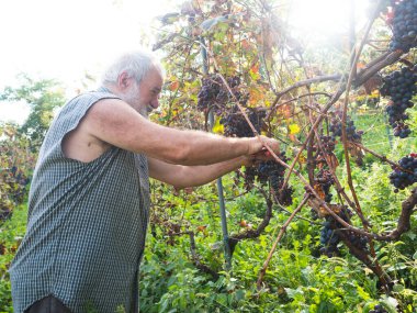 Şarap üretimi için hasat yapan yaşlı sakallı adam.