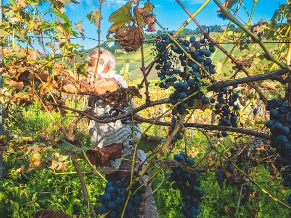 古い髭の男がワイン生産のために収穫し — ストック写真
