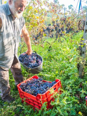 Şarap üretimi için hasat yapan yaşlı sakallı adam.