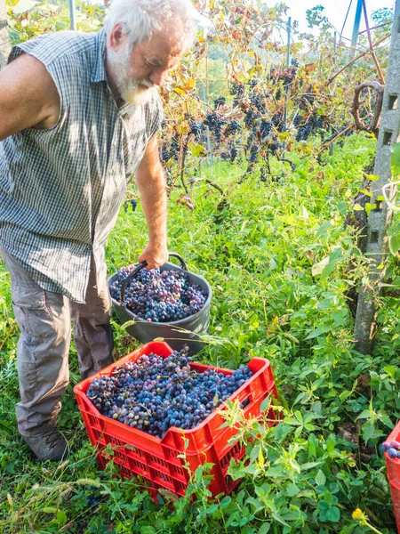 Şarap üretimi için hasat yapan yaşlı sakallı adam.