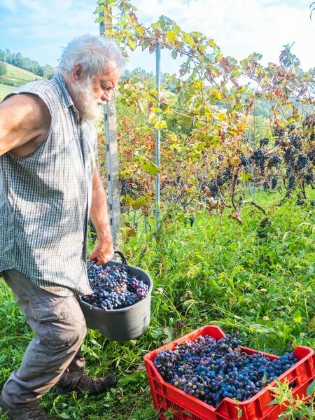 Şarap üretimi için hasat yapan yaşlı sakallı adam.