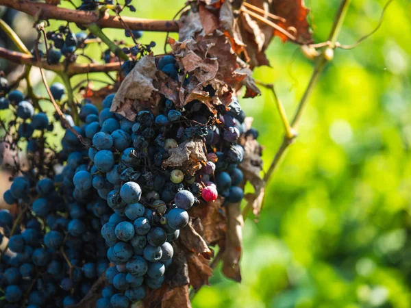 Kırmızı Şarap Için Koyu Kırmızı Organik Üzüm — Stok fotoğraf