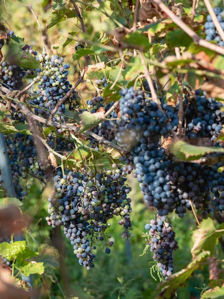 Темно Червоний Органічний Виноград Червоного Вина — стокове фото