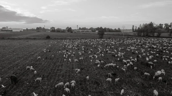 Melihat Dari Atas Sekelompok Kapal Makan Rumput Lahan Pertanian — Stok Foto
