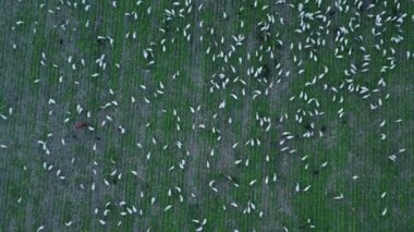 Çiftlik arazilerinde ot yiyen bir grup geminin manzarası