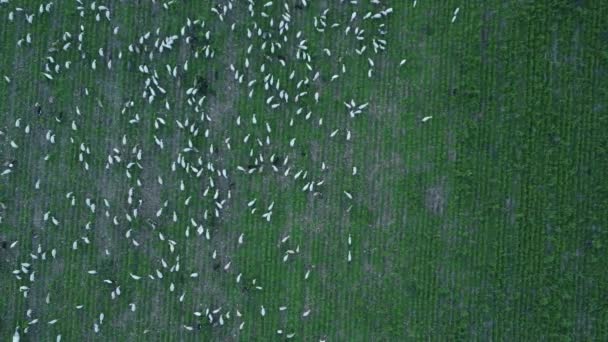 農地で草を食べる船の群れの上からの眺め — ストック動画