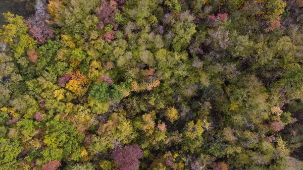 Vezzolacca Talya Daki Sonbahar Renkli Kadın Ormanı Manzaralı Insansız Hava — Stok fotoğraf