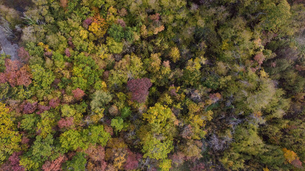 Scenic drone aerial view of autumn coloured tress forest in Vezzolacca Italy