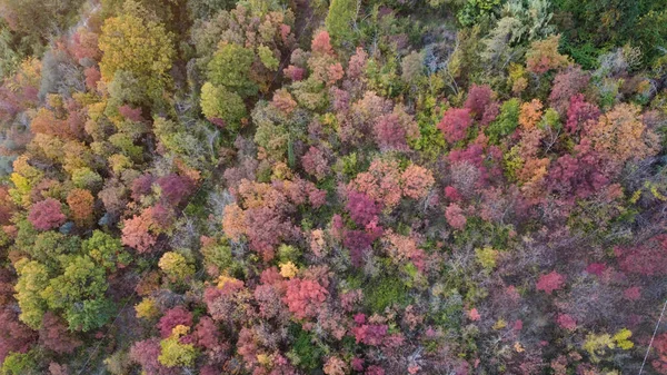 Vacker Drönare Antenn Syn Höst Färgad Tress Skog Vezzolacca Italien — Stockfoto