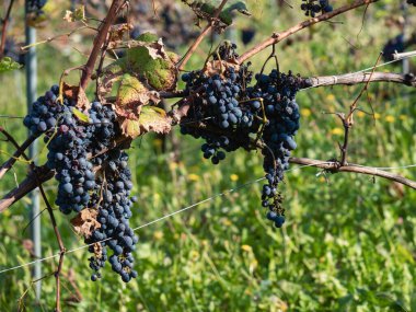 Kırmızı şarap için koyu kırmızı organik üzüm
