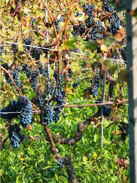 Dark Red Organic Grapevine Red Wine — Stock Photo, Image