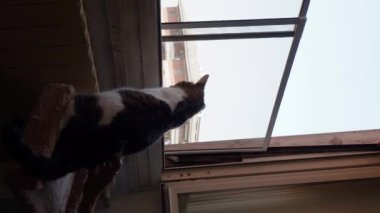 Evcil ev kedisi Felis Silvestris catus Felis catus pencereden dışarı bakıyor.