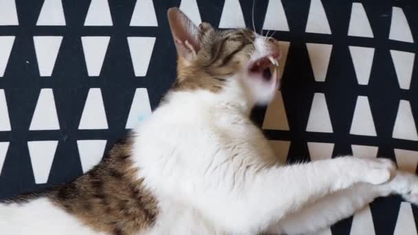 国内の家猫Felis Silvestris Catus Felis Catus嘘をついて遊ぶと家で休む — ストック動画