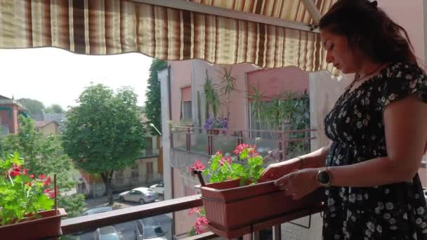 Brown Skin Pretty Young Woman Planting Geranium Flowers Balcony Video — Stock Video