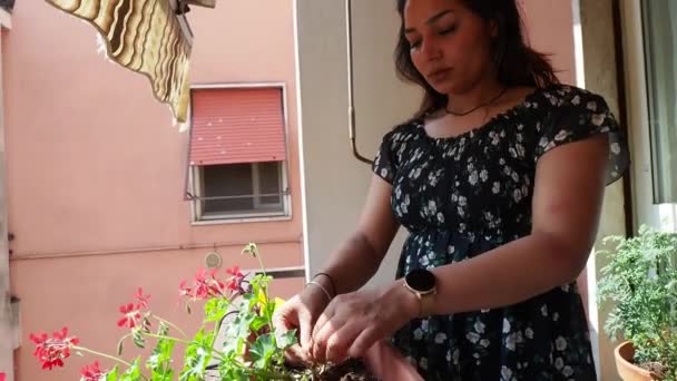 Brown Skin Pretty Young Woman Planting Geranium Flowers Balcony Video — Stock Video