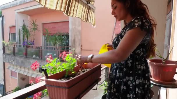 Bruine Huid Mooie Jonge Vrouw Planten Geranium Bloemen Balkon Video — Stockvideo