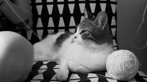 Jovem Adulto Latino Hispânico Mulher Relaxante Casa Tricô Desfrutar Gato — Vídeo de Stock